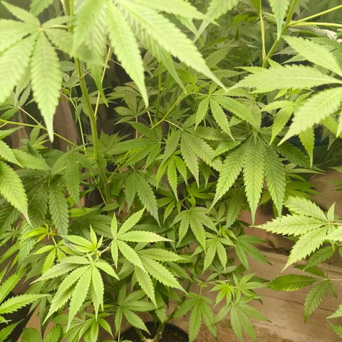 Catnabis  #05 growlog timeline photo