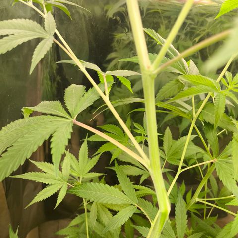 Catnabis  #05 growlog photo: LST