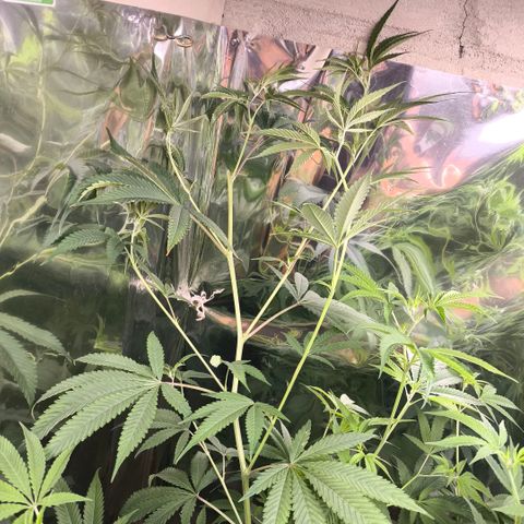 Catnabis  #05 growlog timeline photo
