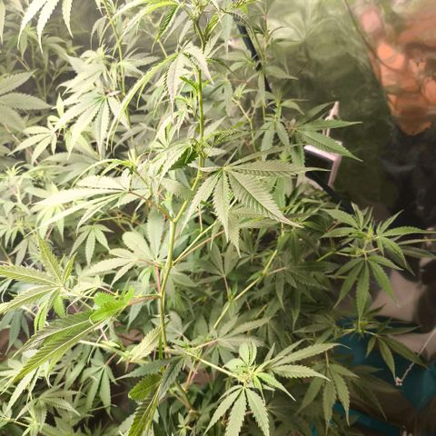 Catnabis  #06 growlog timeline photo