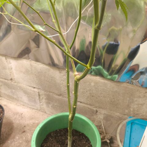 Catnabis  #06 growlog timeline photo