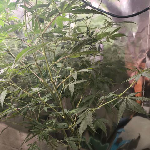 Catnabis  #06 growlog timeline photo