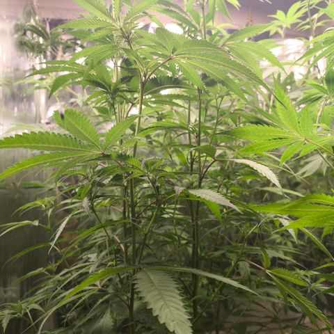 Catnabis  #07 growlog timeline photo