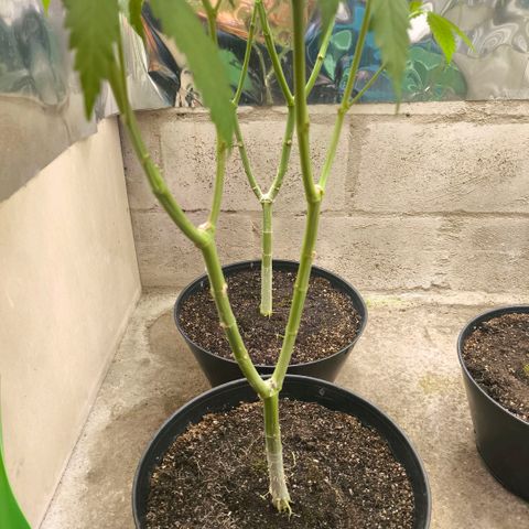 Catnabis  #07 growlog timeline photo