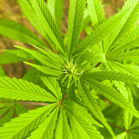 Catnabis  #09-1 growlog photo: Primera al fondo 