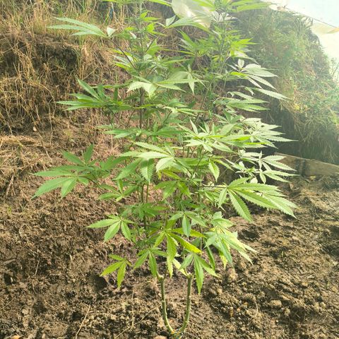 Catnabis  #09-1 growlog photo: Primera al fondo 