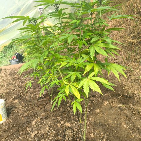 Catnabis  #03-4 growlog photo: Segunda desde el fondo 