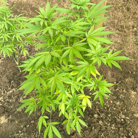Catnabis  #08-3 growlog photo: La del medio 