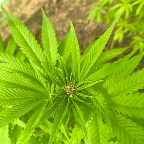 Catnabis  #08-3 growlog photo: La del medio 