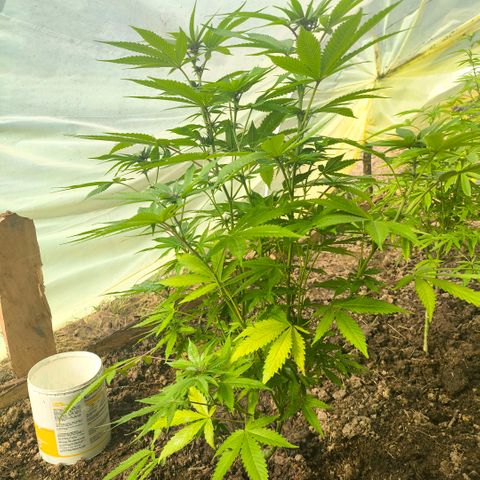 Catnabis  #08-3 growlog photo: La del medio 