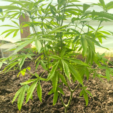 Catnabis  #02-2 growlog photo: La más peque de 4ta