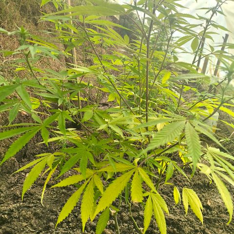 Catnabis  #01-5 growlog timeline photo