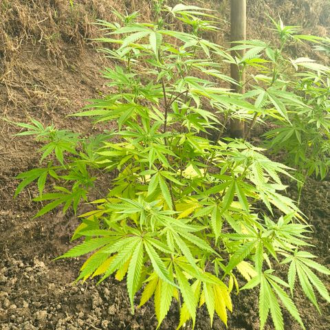 Catnabis  #01-5 growlog timeline photo