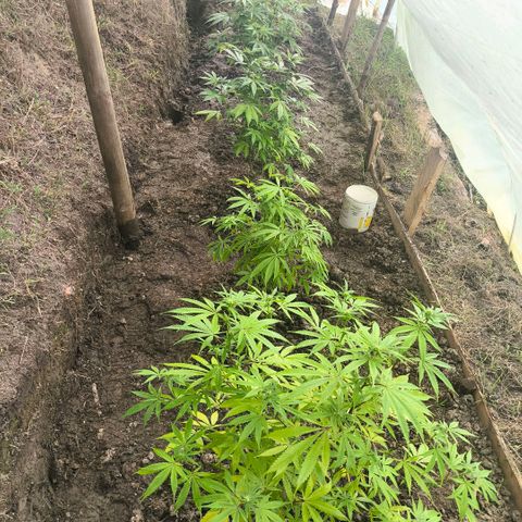 Catnabis  #02-2 growlog photo: Todas 