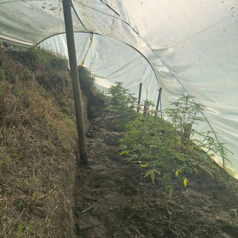 Catnabis  #02-2 growlog photo: Todas 