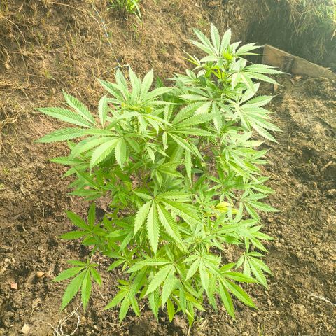 Catnabis  #09-1 growlog timeline photo