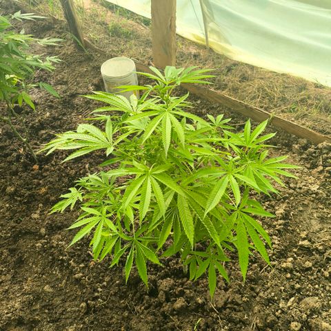 Catnabis  #02-2 growlog timeline photo