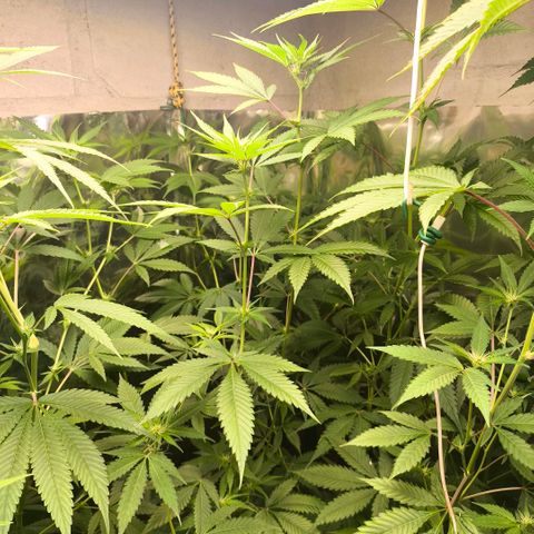 Catnabis  #04 growlog photo: #4