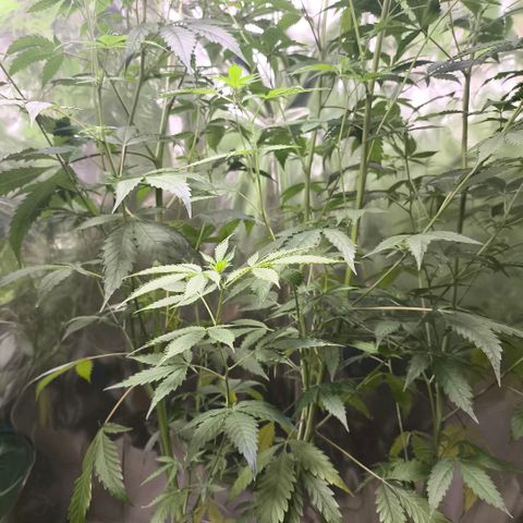 Catnabis  #04 growlog photo: #4
