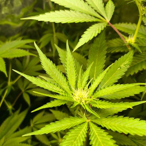 Catnabis  #04 growlog photo: #4