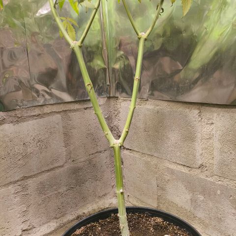 Catnabis  #04 growlog photo: #4