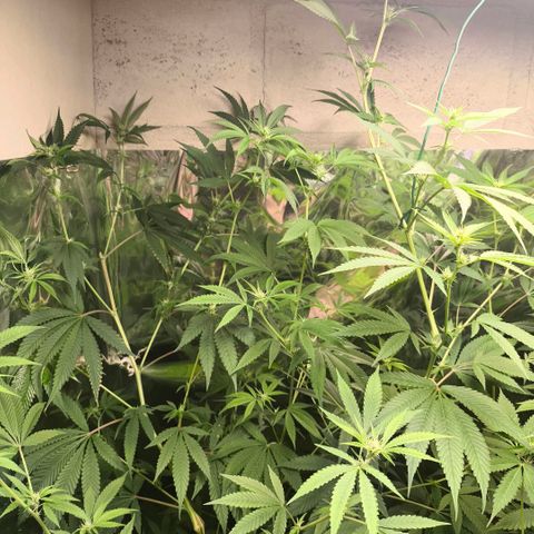 Catnabis  #05 growlog timeline photo