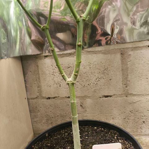 Catnabis  #05 growlog photo: #5