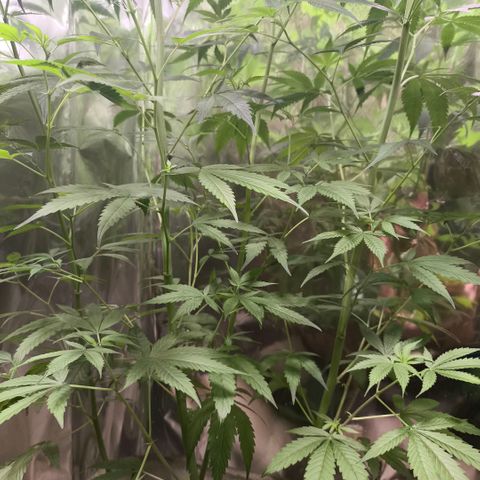 Catnabis  #05 growlog timeline photo