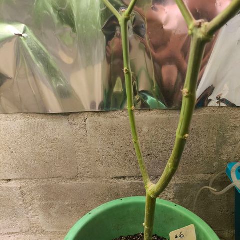 Catnabis  #06 growlog photo: #6