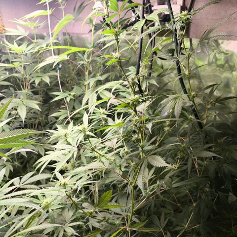 Catnabis  #06 growlog timeline photo