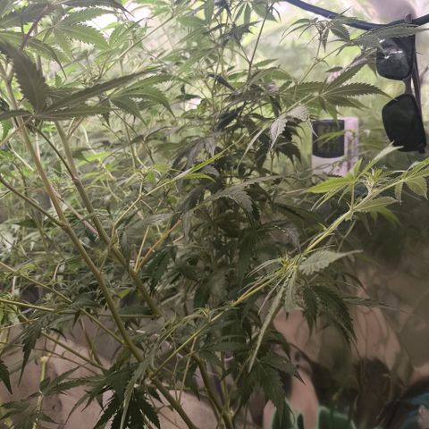 Catnabis  #06 growlog timeline photo