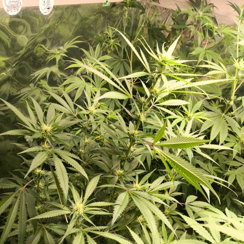 Catnabis  #07 growlog timeline photo