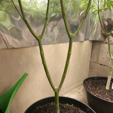 Catnabis  #07 growlog photo: #7
