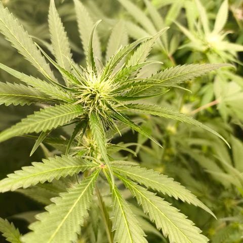 Catnabis  #07 growlog timeline photo
