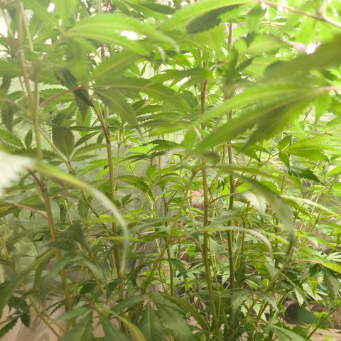 Catnabis  #07 growlog timeline photo