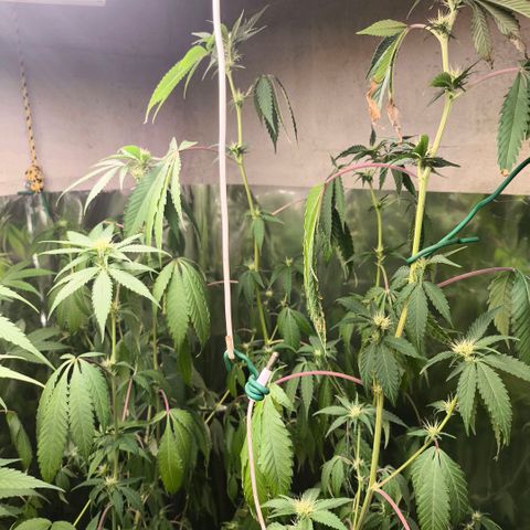 Catnabis  #04 growlog photo: Ya empiezan a tomar más agua 