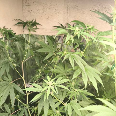 Catnabis  #05 growlog timeline photo