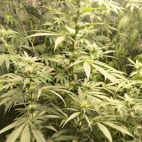Catnabis  #07 growlog timeline photo