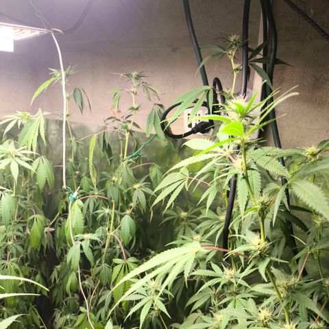 Catnabis  #06 growlog timeline photo