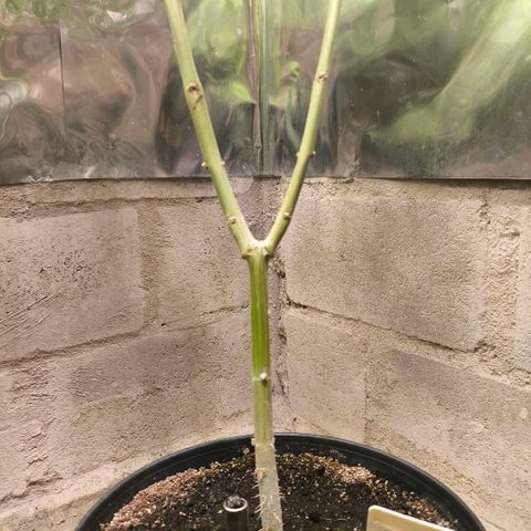 Catnabis  #04 growlog timeline photo