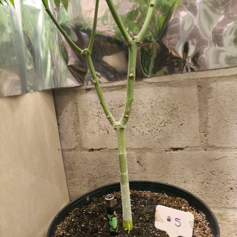 Catnabis  #05 growlog timeline photo