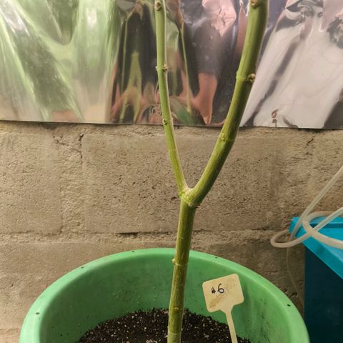 Catnabis  #06 growlog timeline photo