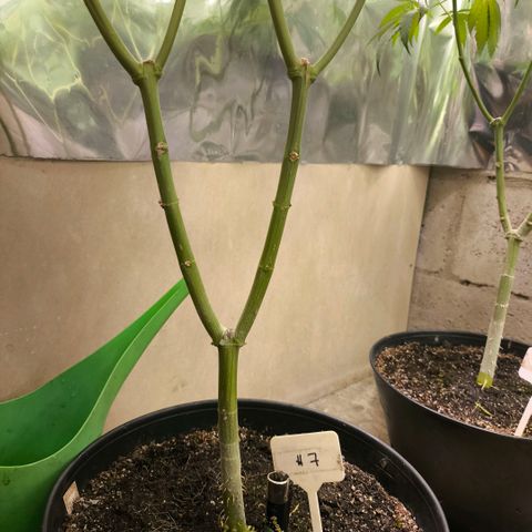 Catnabis  #07 growlog timeline photo