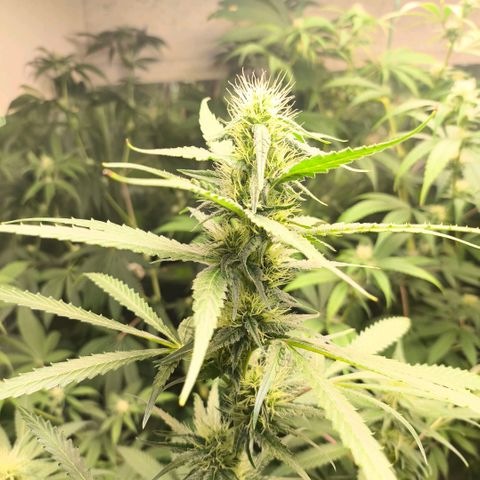 Catnabis  #07 growlog timeline photo
