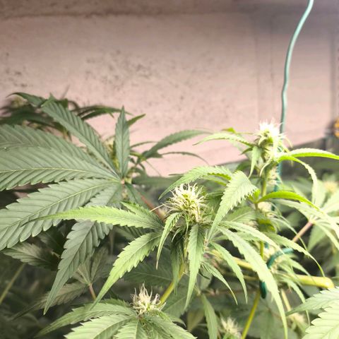 Catnabis  #05 growlog timeline photo