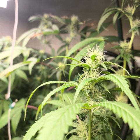 Catnabis  #06 growlog timeline photo