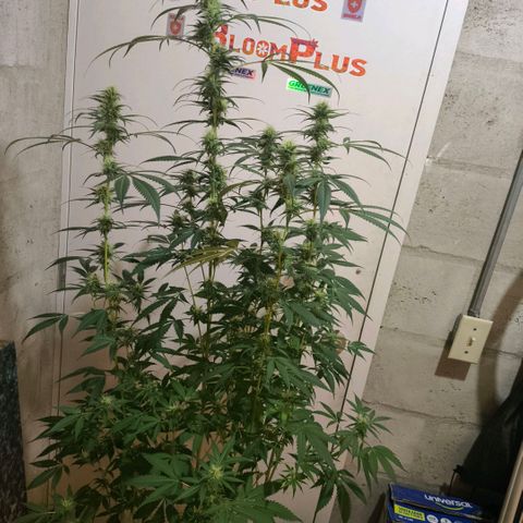 Catnabis  #07 growlog photo: Poda y defoliacion 