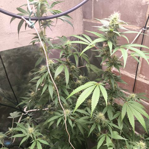 Catnabis  #06 growlog photo: Poda y defoliacion 