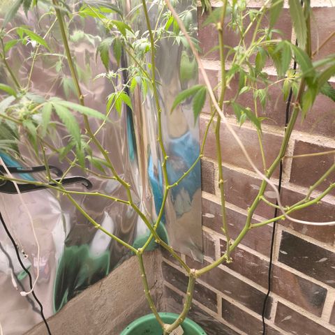 Catnabis  #06 growlog photo: Poda y defoliacion 