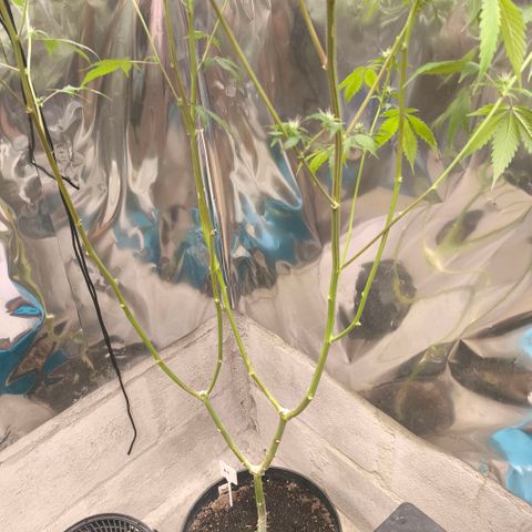 Catnabis  #04 growlog photo: Poda y defoliacion 
